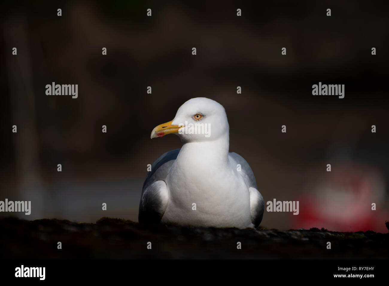 Herring Gull nesting on rooftop. Cornwall, UK Stock Photo Alamy