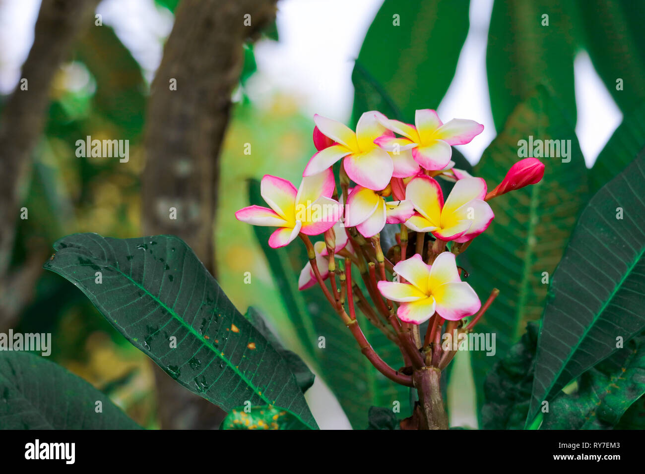 Plumeria is type of flowering plants in dogbane family, Apocynaceae has colorful flower, Elements of this image furnished by NASA Stock Photo