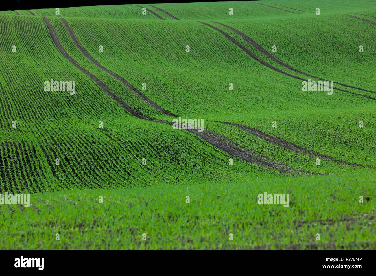 Glacially formed hills, Schleswig-Holstein, Germany, Europe Stock Photo