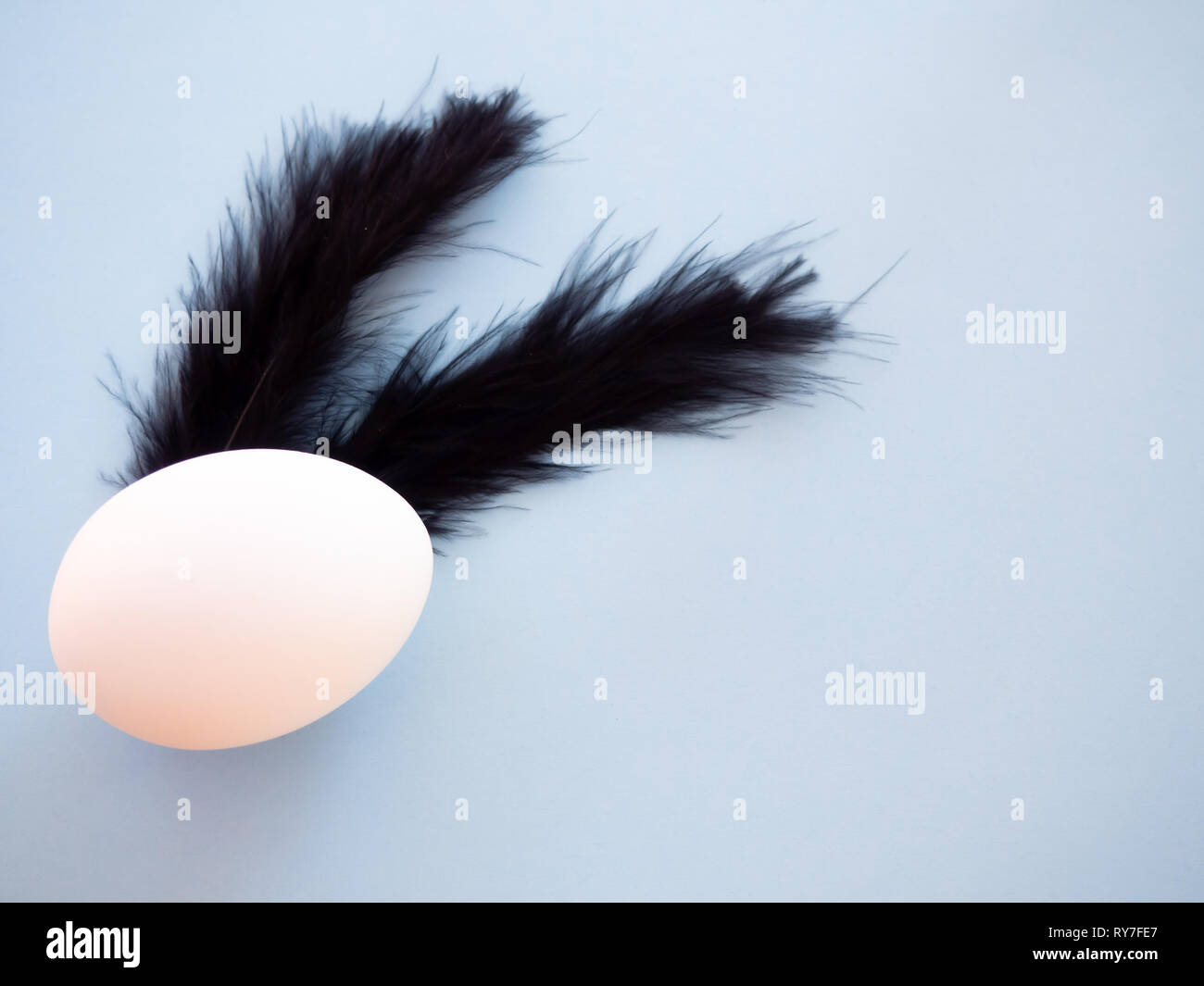 An egg with black feathers on a pastel blue background Stock Photo - Alamy