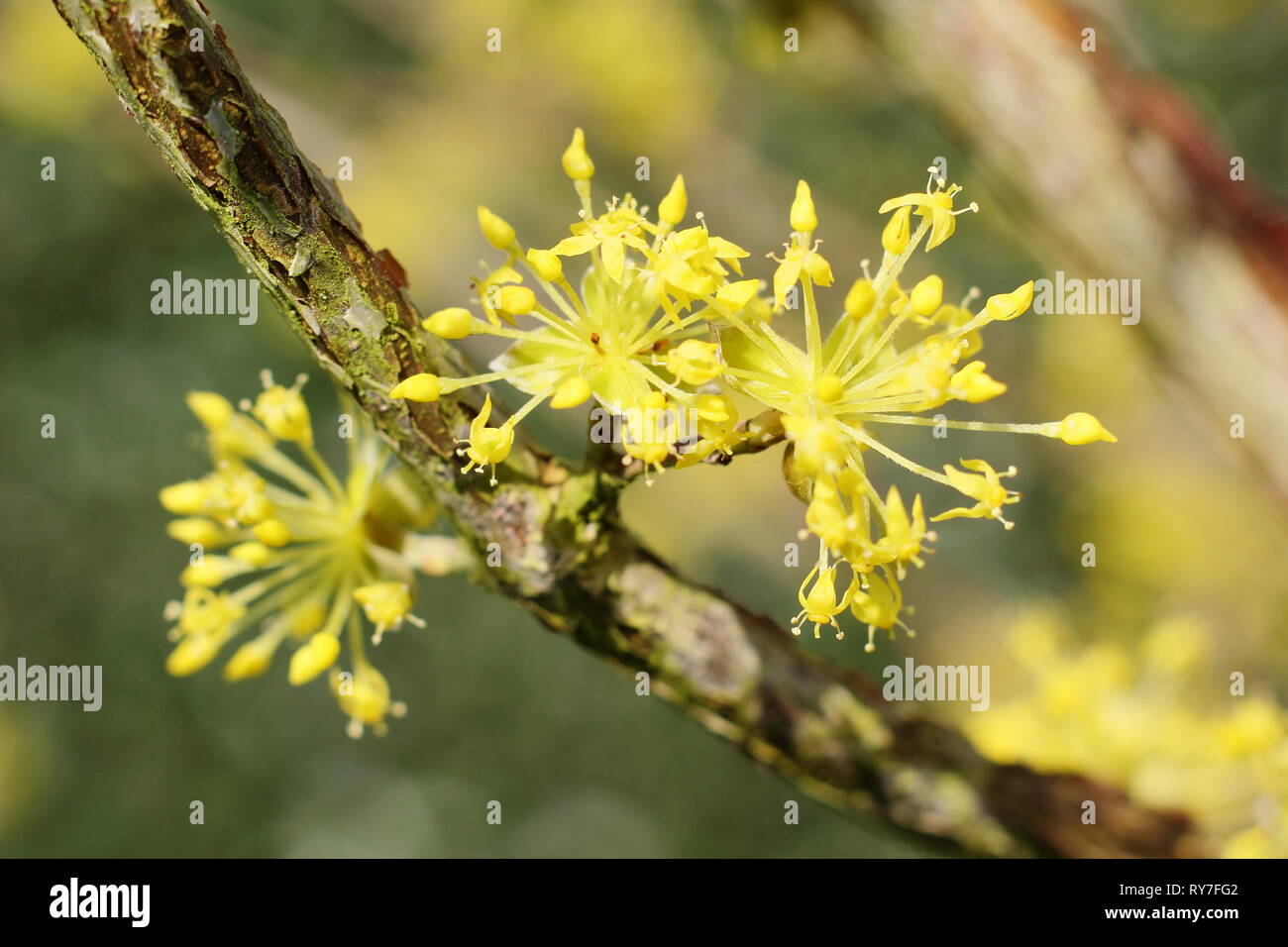 Cornus mas. Dense flower clusters of the Cornelian Cherry in late winter sunshine - February, UK garden Stock Photo