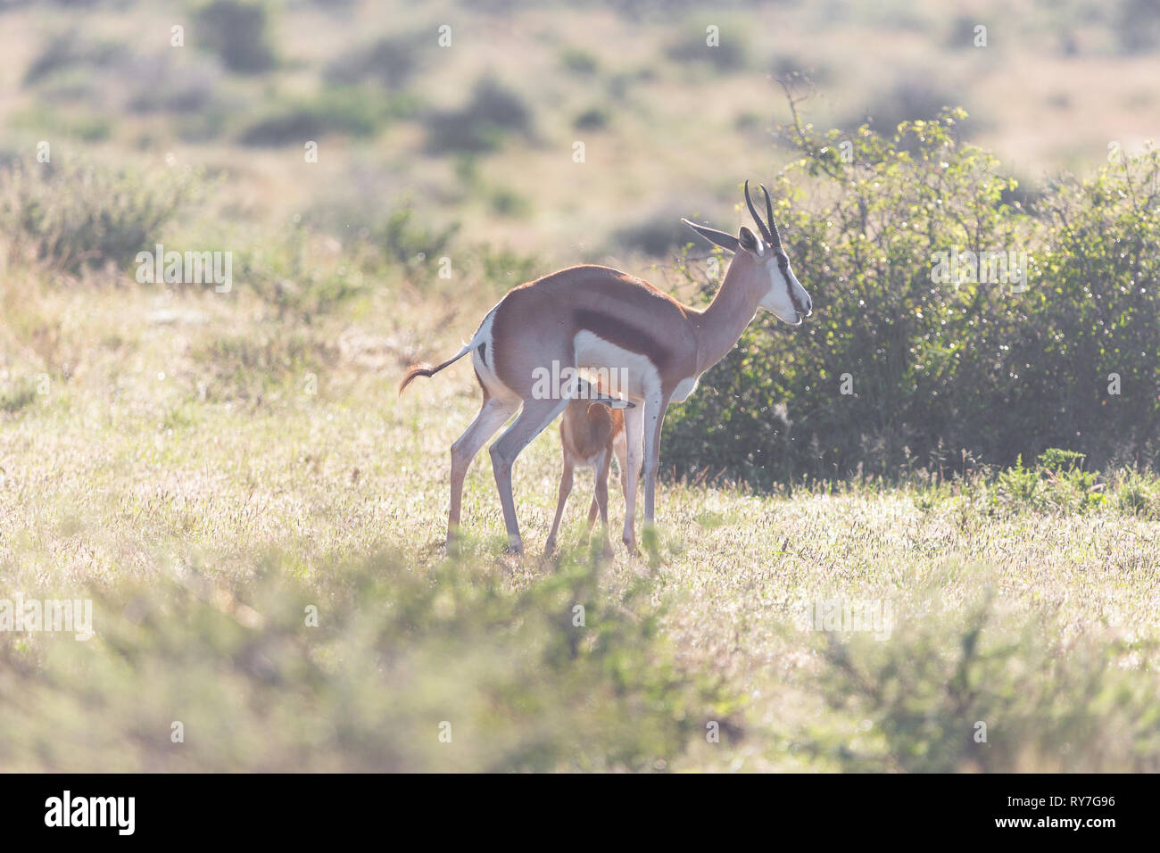 Springbok animals antelope (Antidorcas marsupialis) mother and baby pair nursing in the wild in the early morning sunshine at Mokala national park Stock Photo