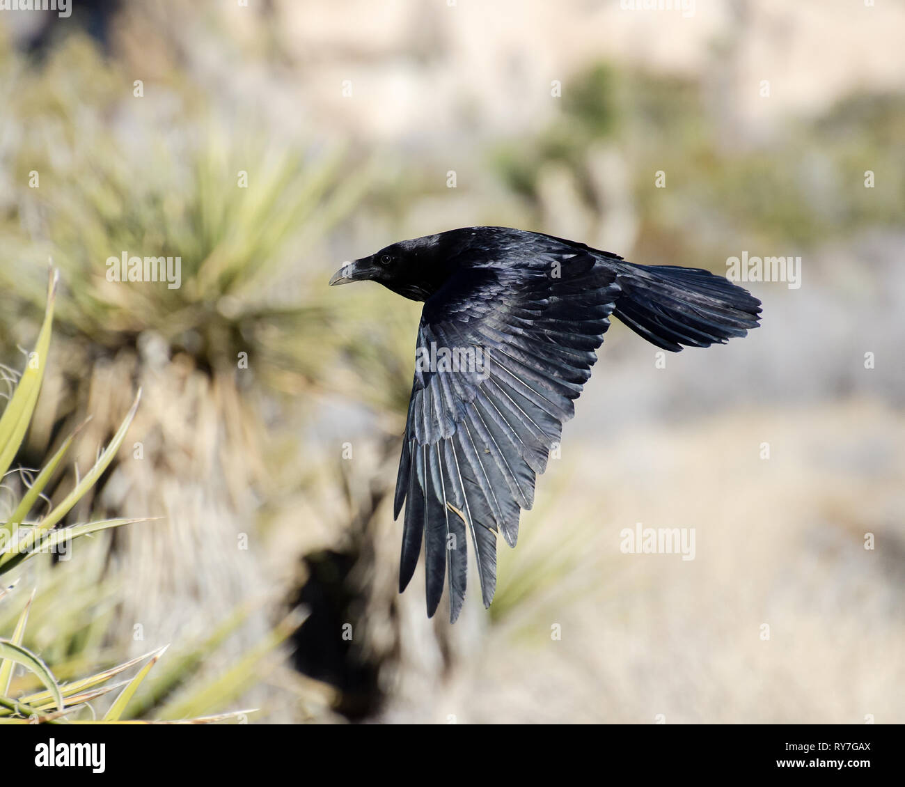 A Common Raven (Corvus corax) flies through Joshua Tree National Park in California. Stock Photo