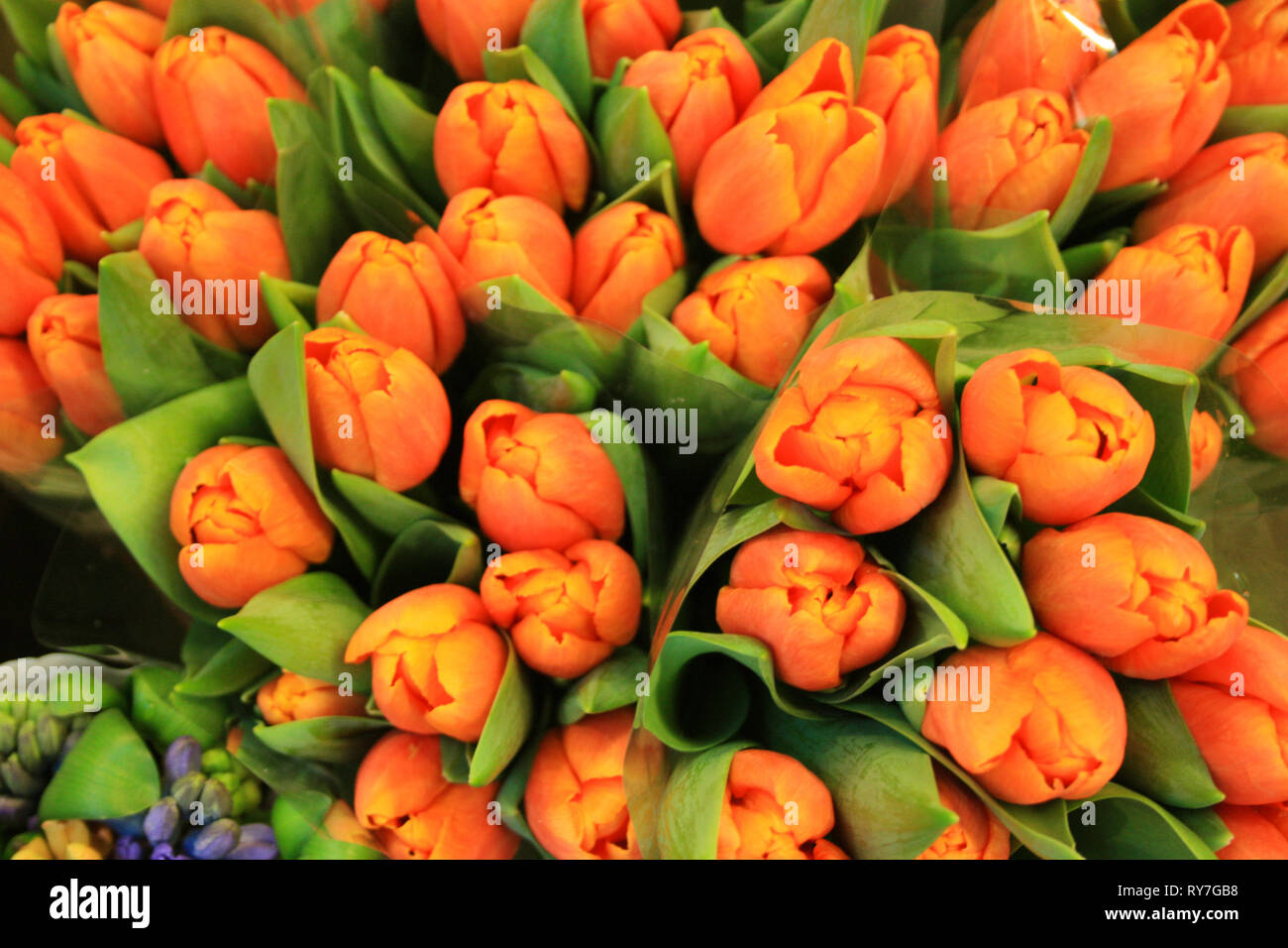 artificial tulips bought by tourists as souvenirs from Amsterdam Stock