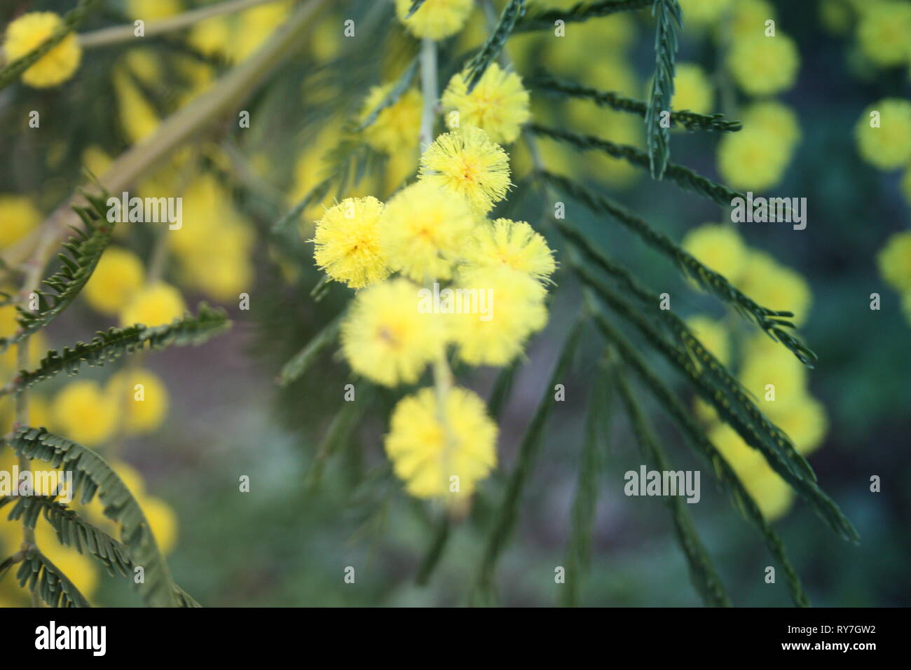 flowery yellow mimosa plant. gift for women's day or mother's day. spring is coming Stock Photo
