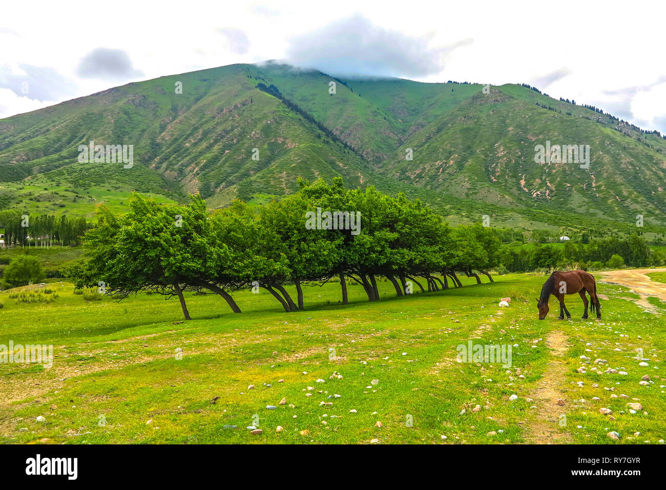 Grigorievka Gorge in Kyrgyzstan with Kungei Ala Too Mountain Range Forest Trees Horse Stock Photo