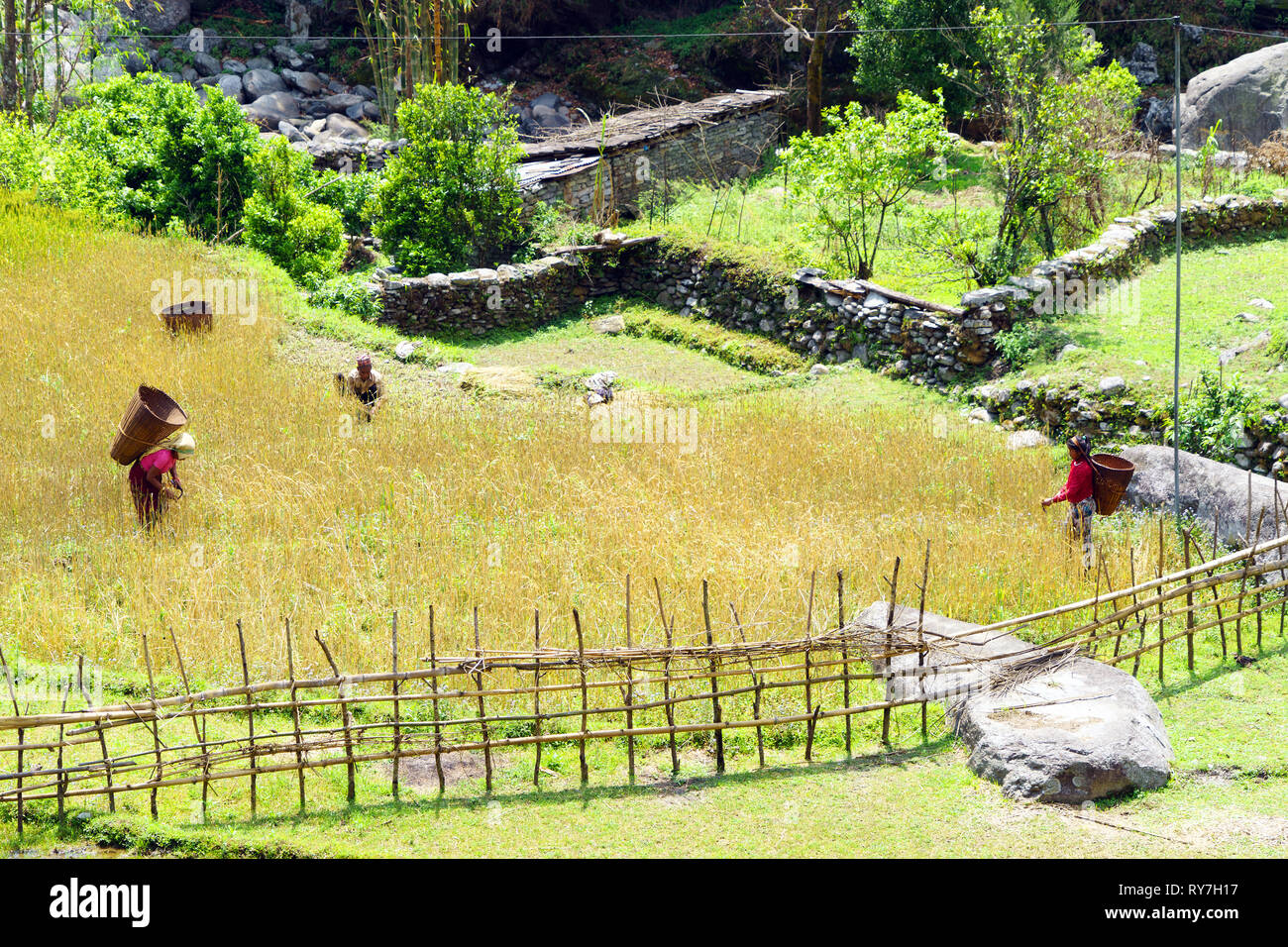 Bucolic scene: Nepalese workers harvesting millet. Stock Photo