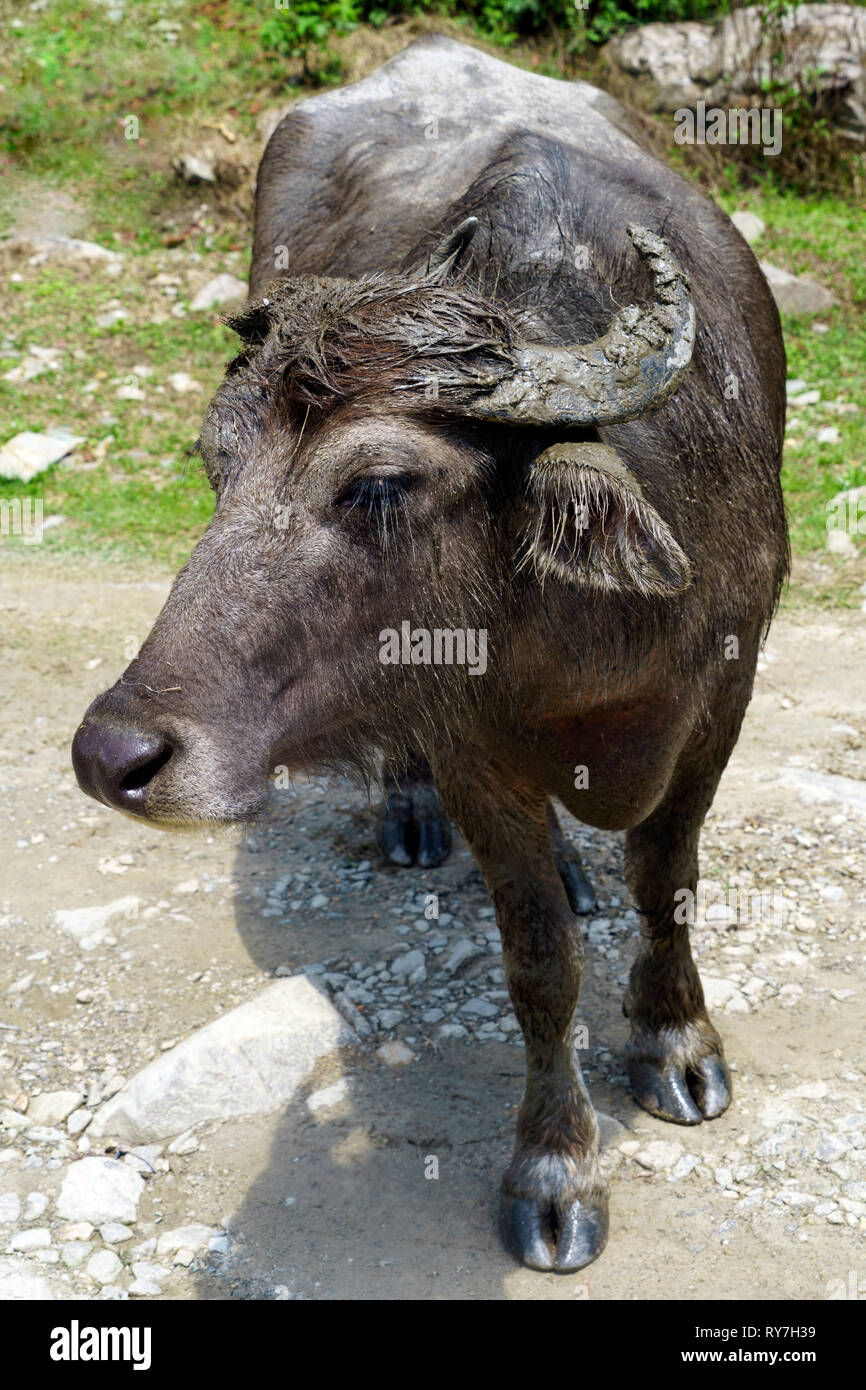 Water buffalo, Nepal Stock Photo Alamy