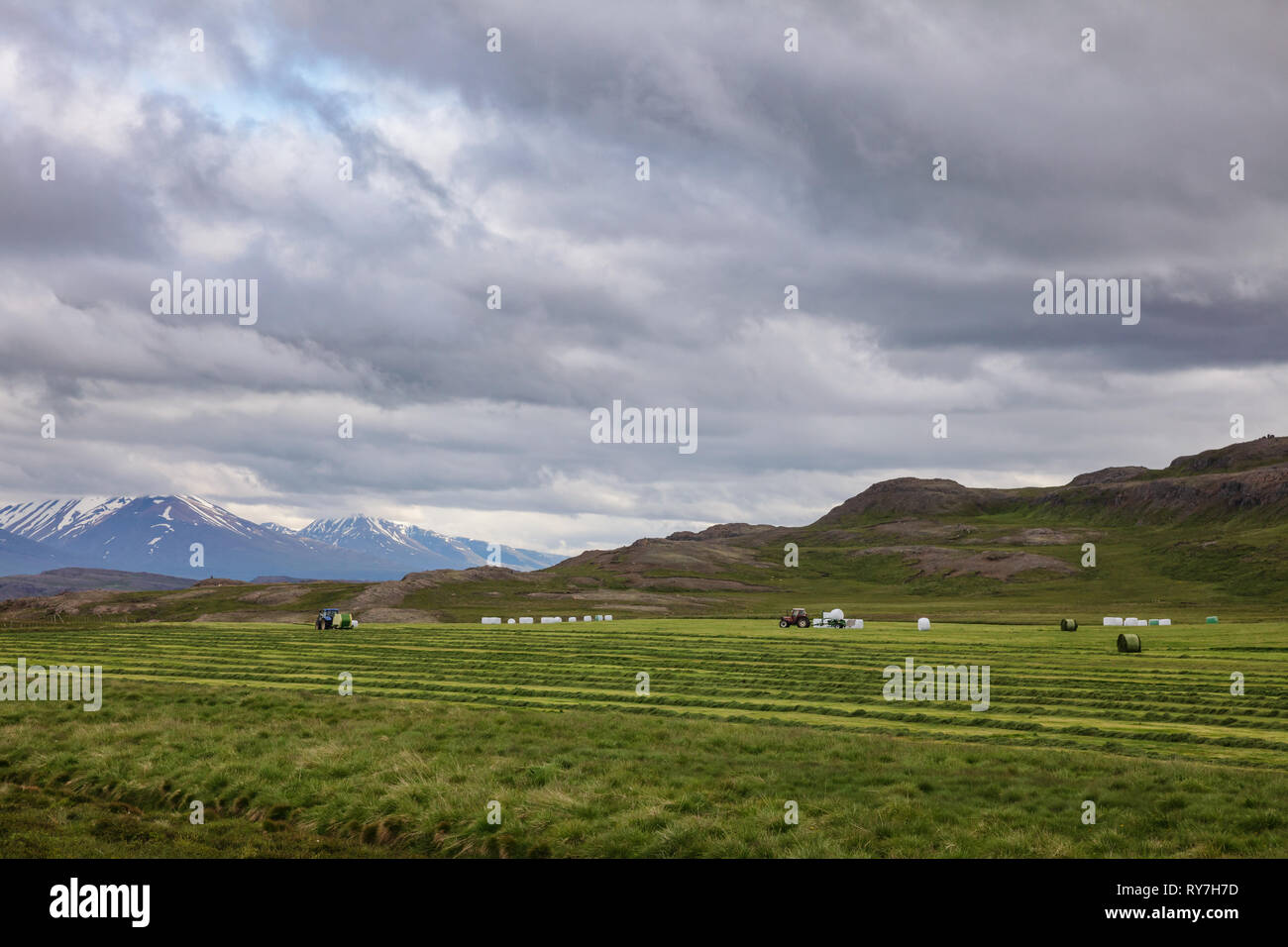 Icelandic rural landscape with tractor collecting and wrapping hay under gloomy sky - harsh agricultural conitions concept, Iceland, Scandinavia Stock Photo