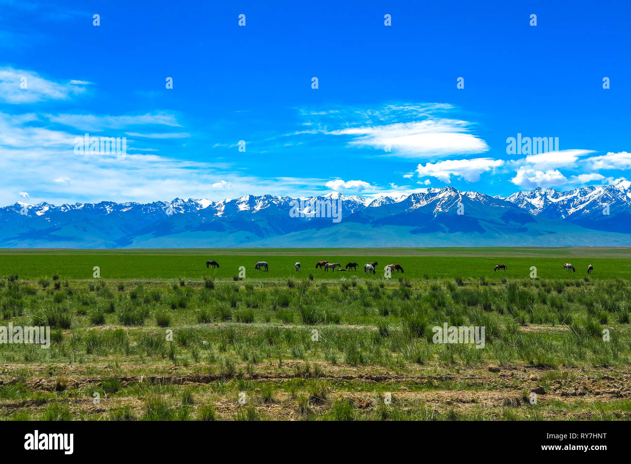 At Bashy Too Snow Capped Mountain Range Peaks and Grass Land Valley Landscape with Grazing Horses Stock Photo