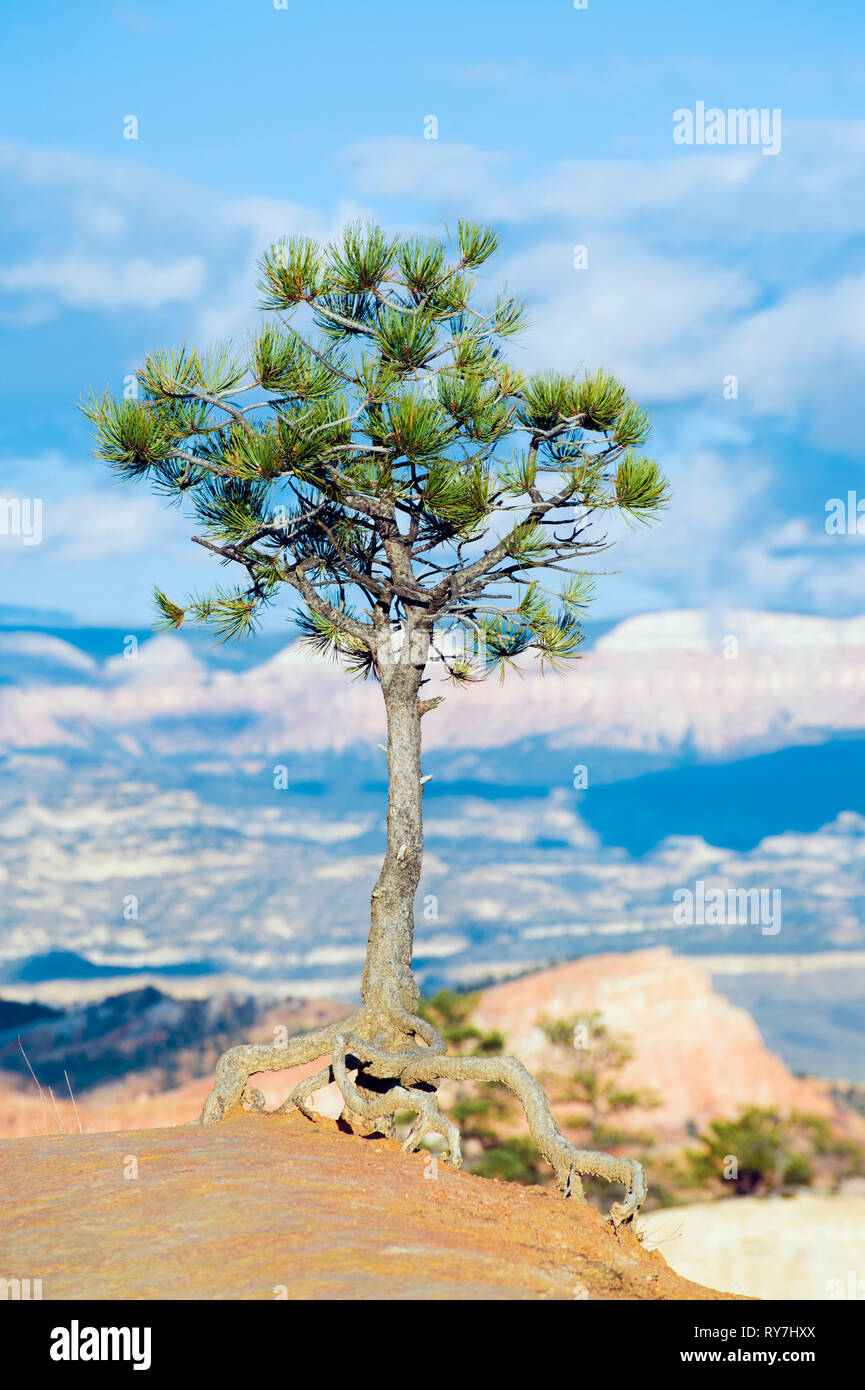 Lone pine tree on the edge of Bryce Canyon, Utah, USA. Stock Photo