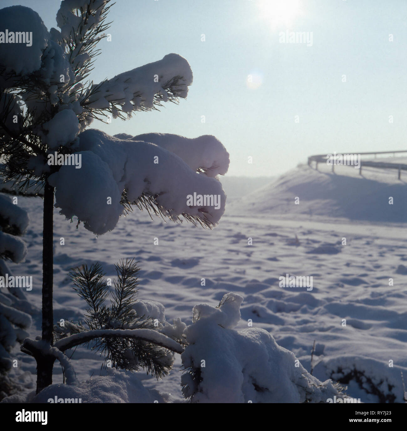Ein zugeschneiter Tannenzweig im bayrischen Spitzingsee, Deutschland 1970er. A snow-covered fir branch in the Bavarian Spitzingsee, Germany 1970s Stock Photo