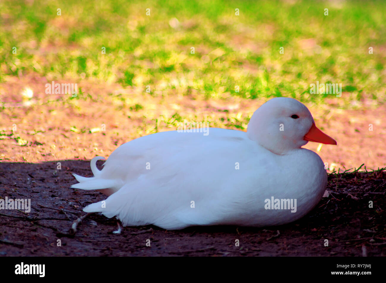 Concept nature : the lazy white duck Stock Photo