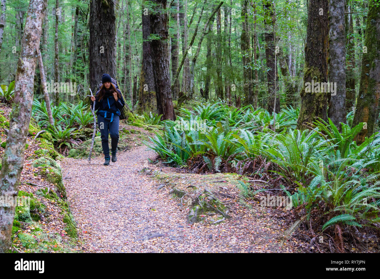 TE ANAU, NEW ZEALAND - OCTOBER 19 2018; Woman with pack tramping in New Zealand rain forest off-track in Keplar Track in South Island New Zealand Stock Photo