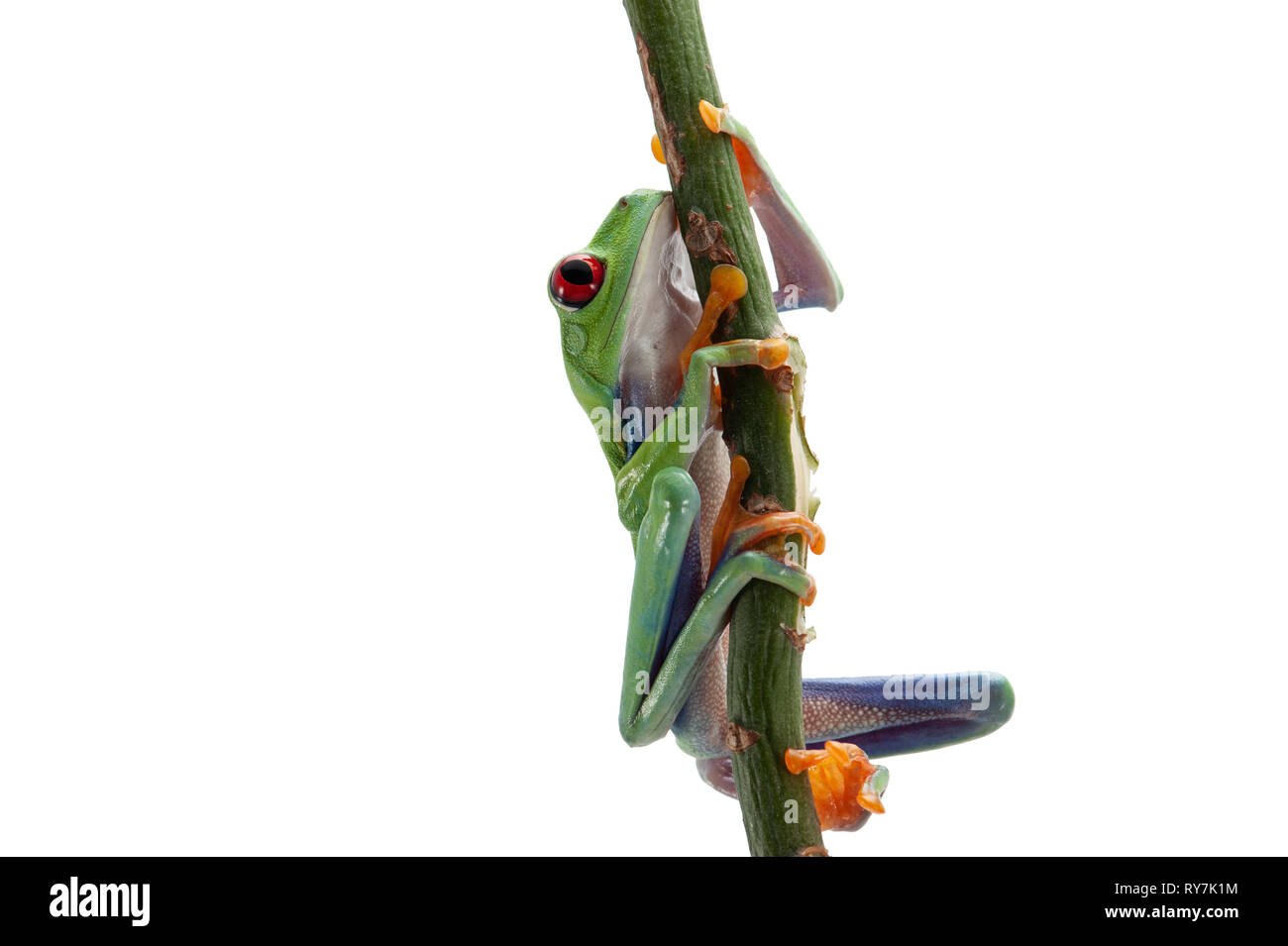 Red eyed tree frog isolated on white background Stock Photo - Alamy