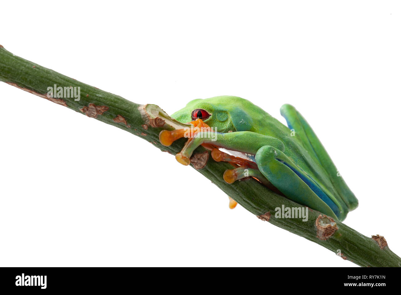 Red eyed tree frog isolated on white background Stock Photo - Alamy