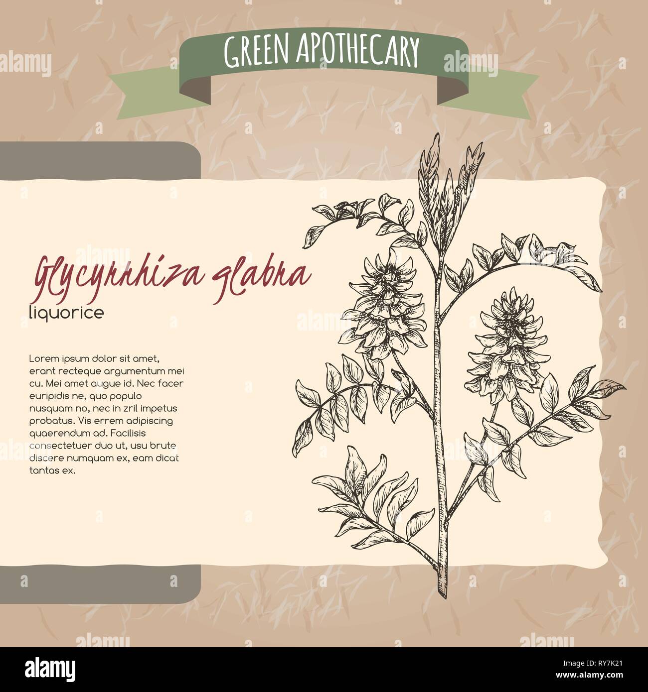 Glycyrrhiza glabra aka liquorice sketch. Green apothecary series. Stock Vector