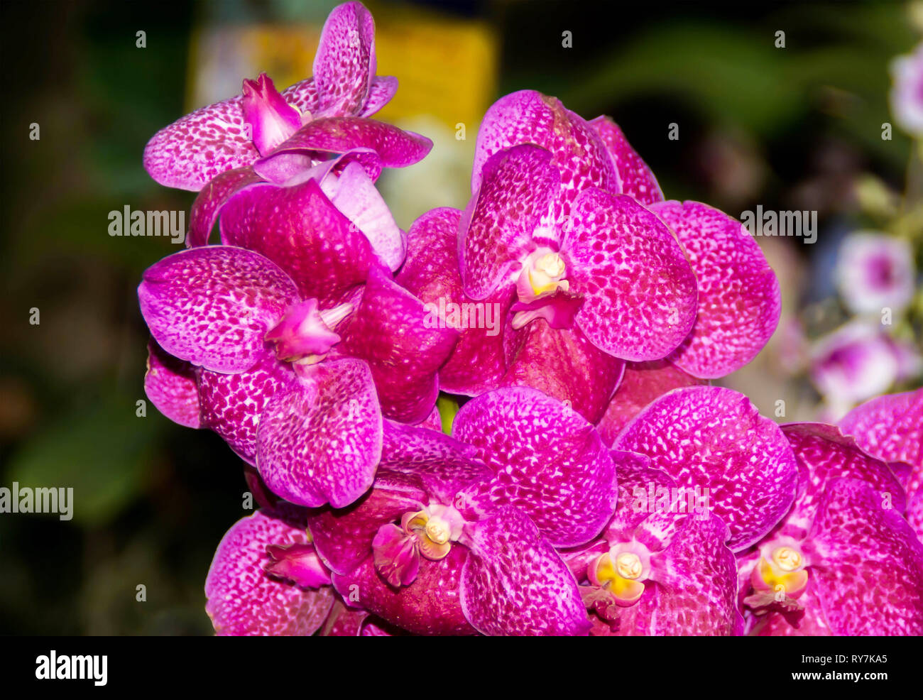 Orchid-Tree Vanda Large Flower Hanging Air Root Live Orchid Plant with Growing Guide (Pink): Amazon.in: Garden & Outdoors.. Stock Photo