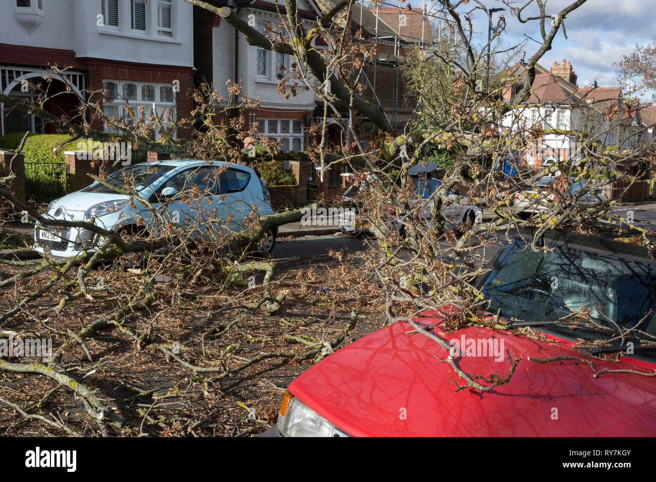 Poplar london street tree hires stock photography and images Alamy