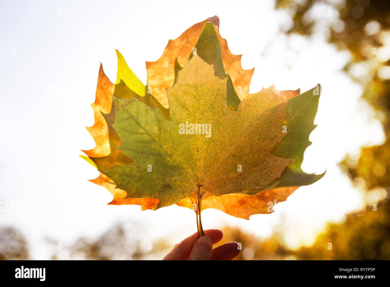 Three Autumn maple leaves held up to the sky Stock Photo