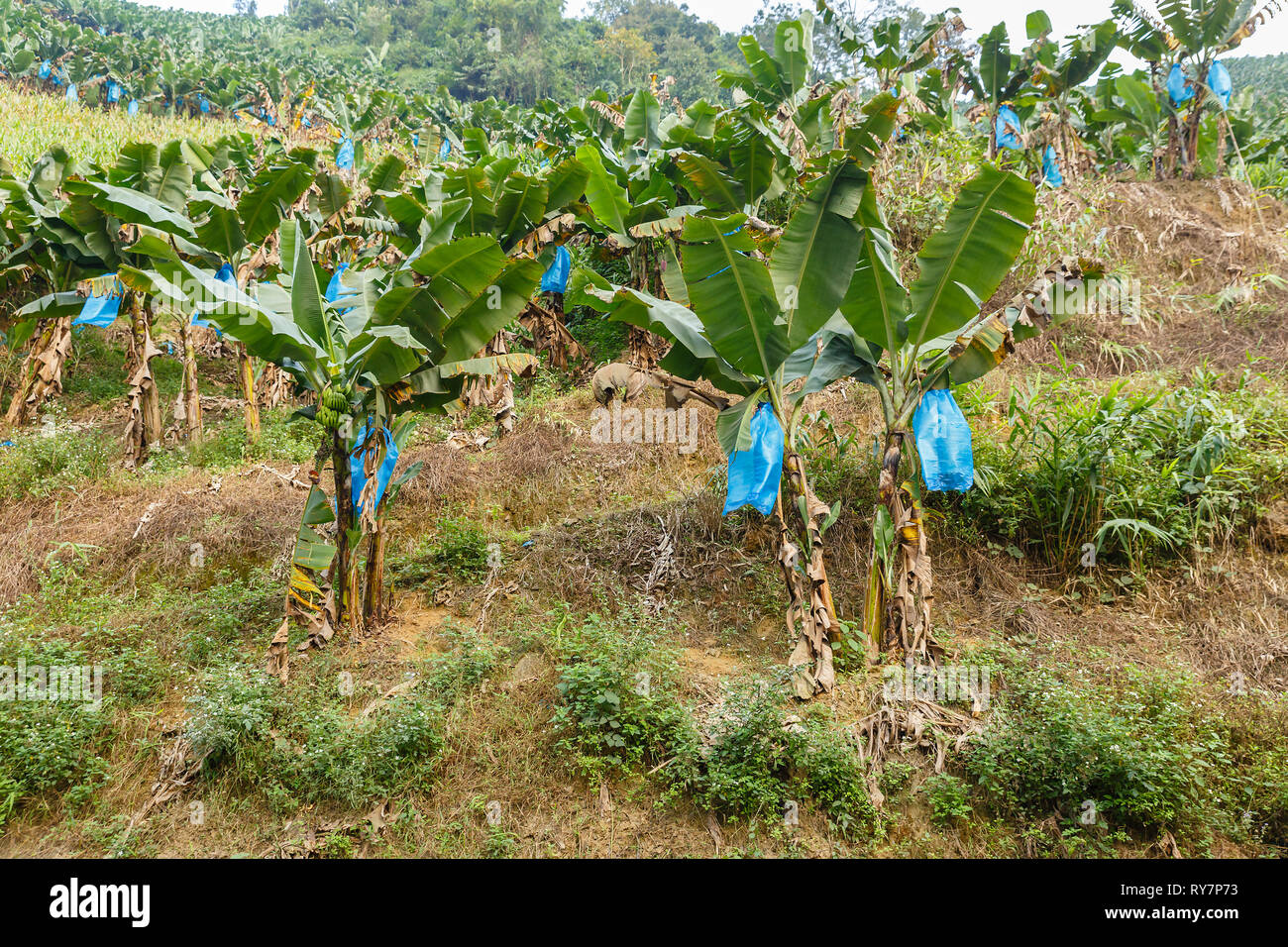 Banana tree plantation. Young green bananas on a branch closed with a