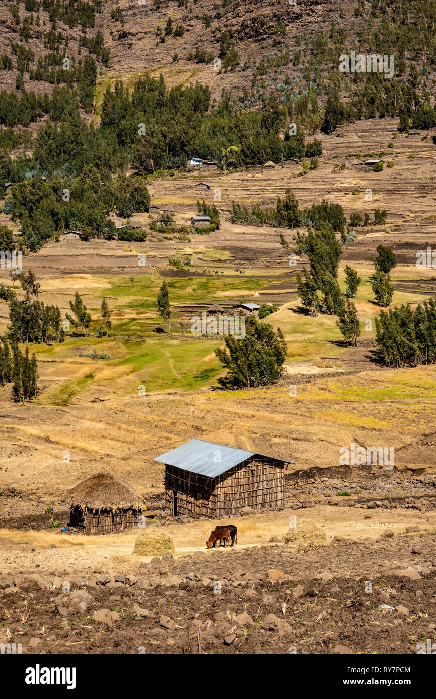 ETHIOPIA, KOMBOLCHA, Typical rural  houses with wooden walls. Traditional thatched roofs are replaced more and more by modern corrugated iron roofs, Stock Photo
