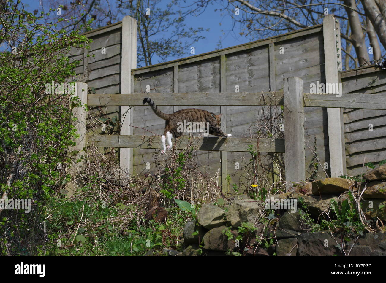 Tabby cat jumping on garden fence Stock Photo - Alamy