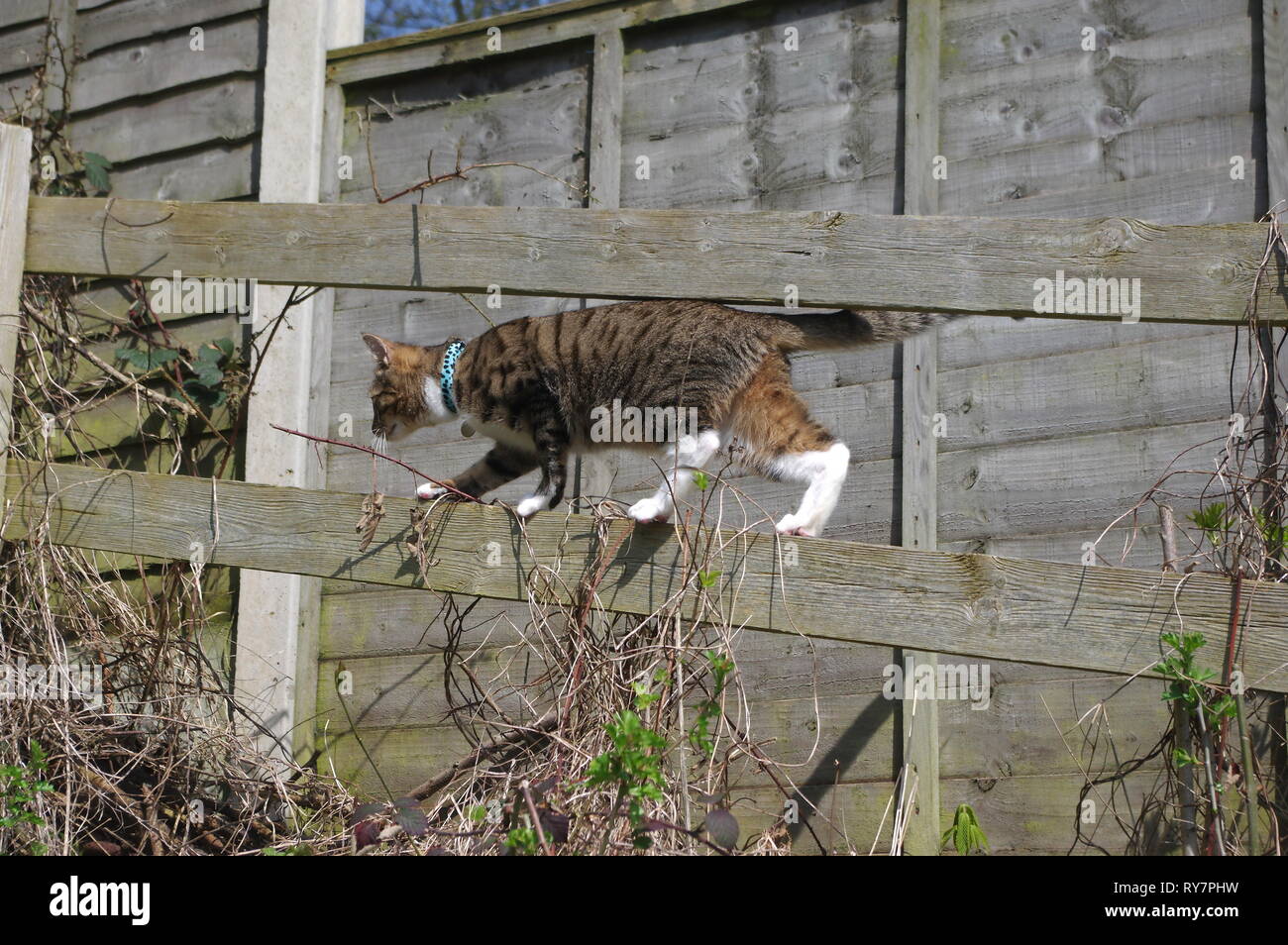 Tabby cat walking on garden fence Stock Photo - Alamy