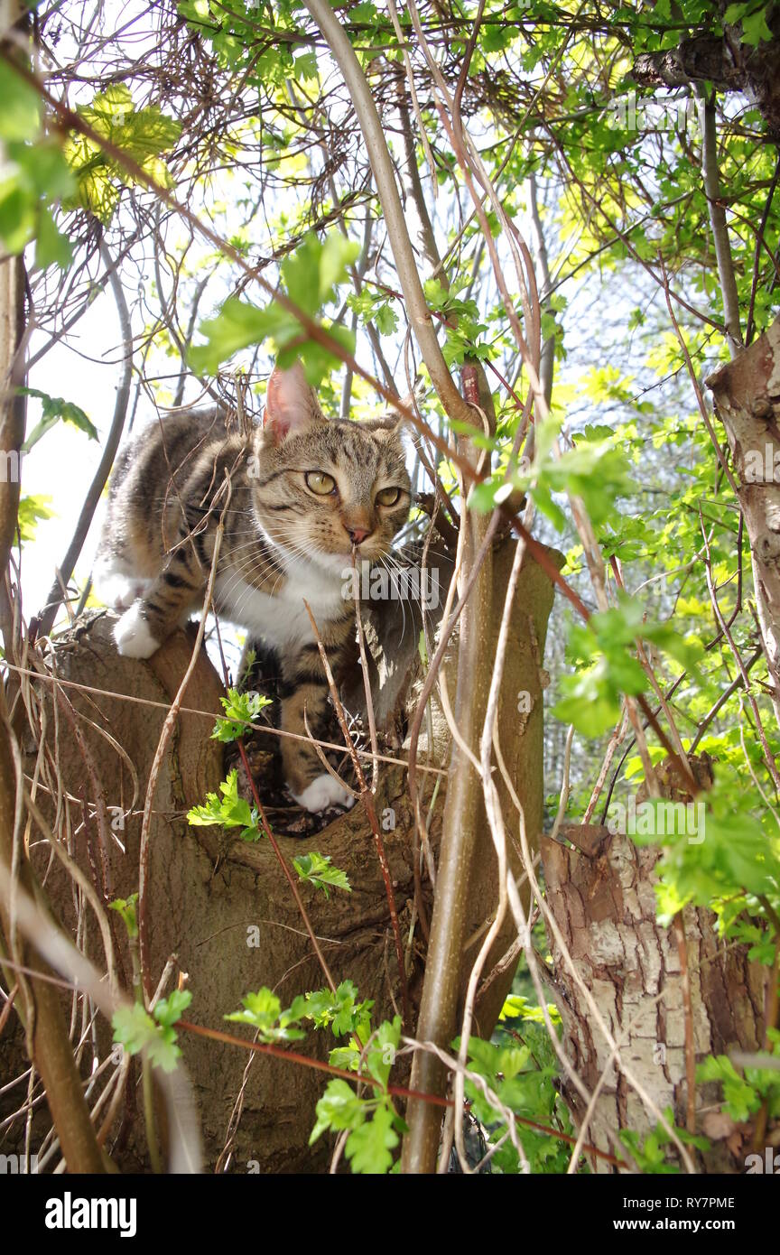 Cat climbing tree hires stock photography and images Alamy