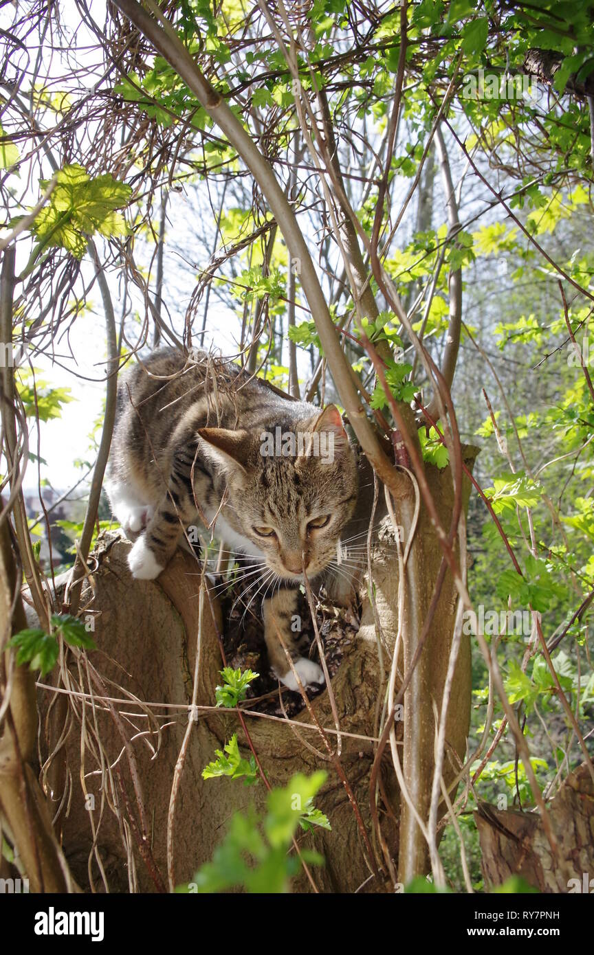 Tabby cat climbing tree Stock Photo - Alamy