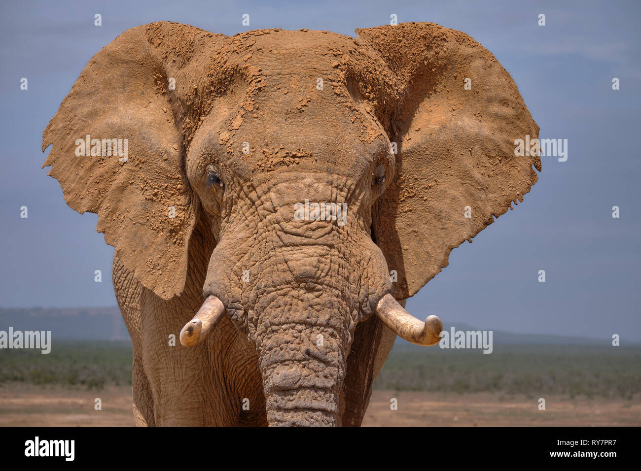 Facial portrait of large African Elephant bull.  Head shot featuring ear face and large tusks Stock Photo