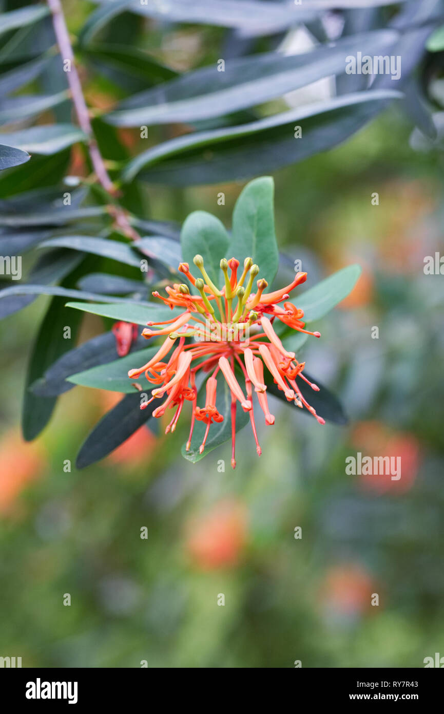 Embothrium coccineum flowers. Stock Photo