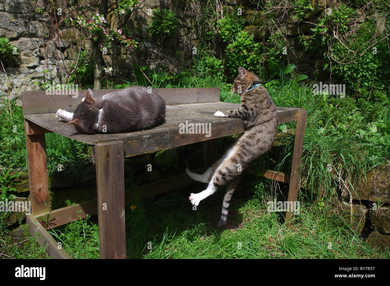 Wrestling table hi-res stock photography and images - Alamy