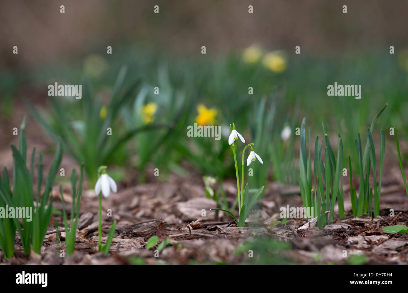 Snowdrop, first spring flowers in select focus Stock Photo