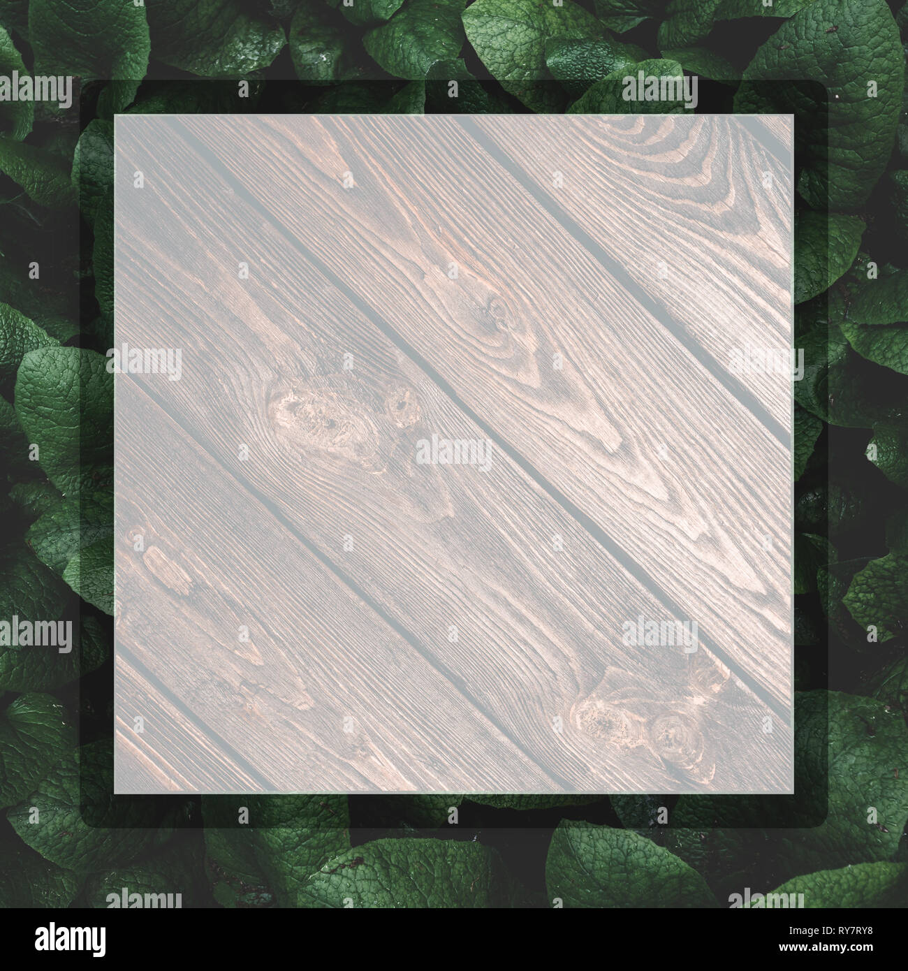 Tropical green leaves background with frame Stock Photo - Alamy