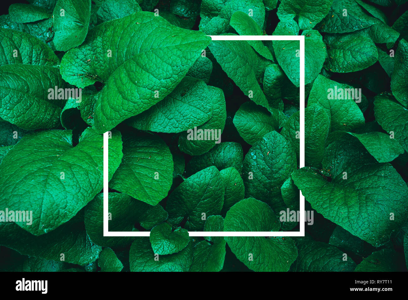 Tropical green leaves background with frame Stock Photo - Alamy