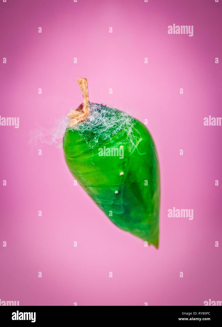 A green pupa of the tropical butterfly Stock Photo Alamy