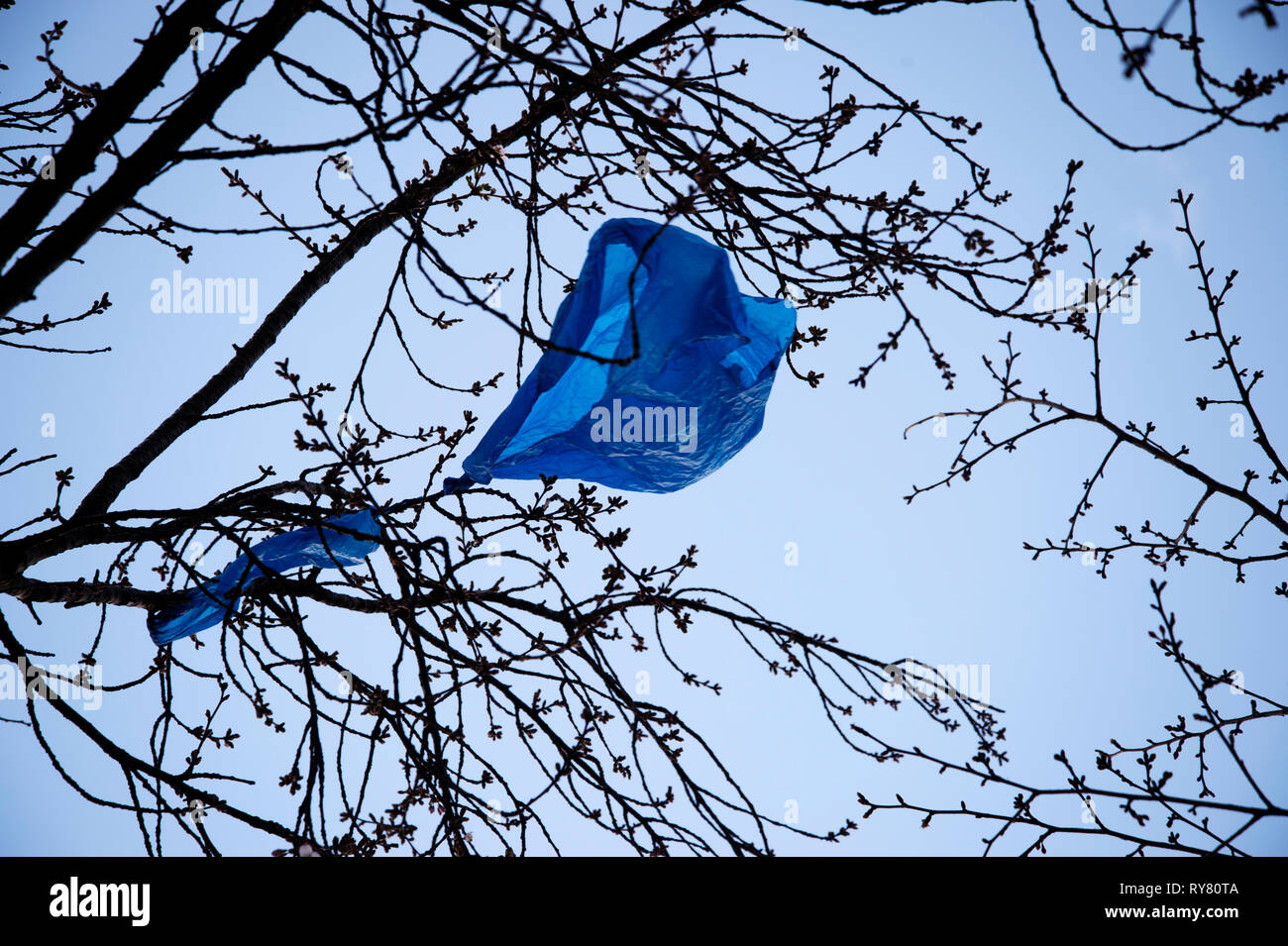 London. Hackney. Blue plastic bag caught in tree branches Stock Photo