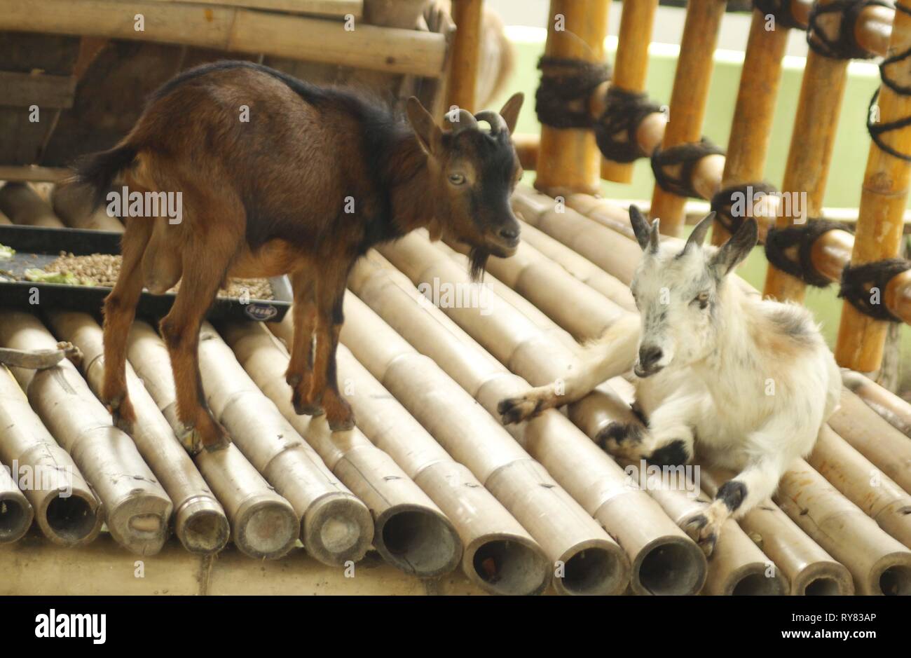 Seen two praha goats or more familiar Czech dwarf goats are in the mini zoo  animal cage Madiun Umbul Square Tourism Park. The management continues to  add various animals to complement the