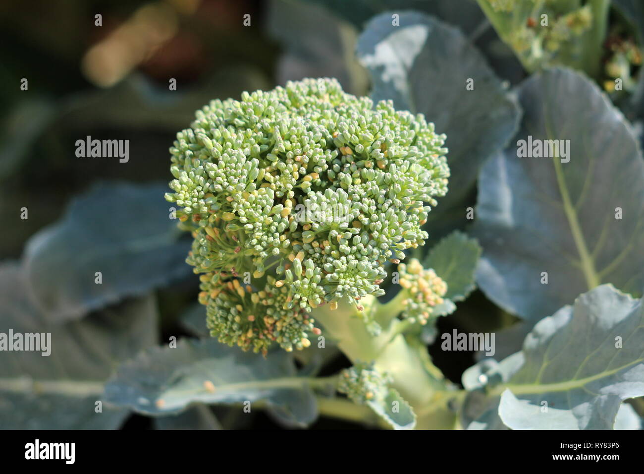 Closeup of young Broccoli center growing in local garden surrounded