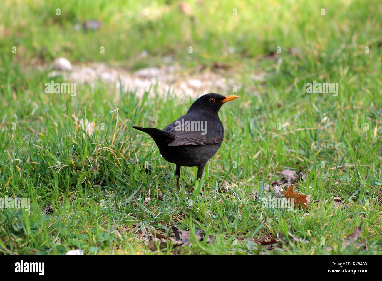 Common blackbird or Turdus merula or Eurasian blackbird or Blackbird