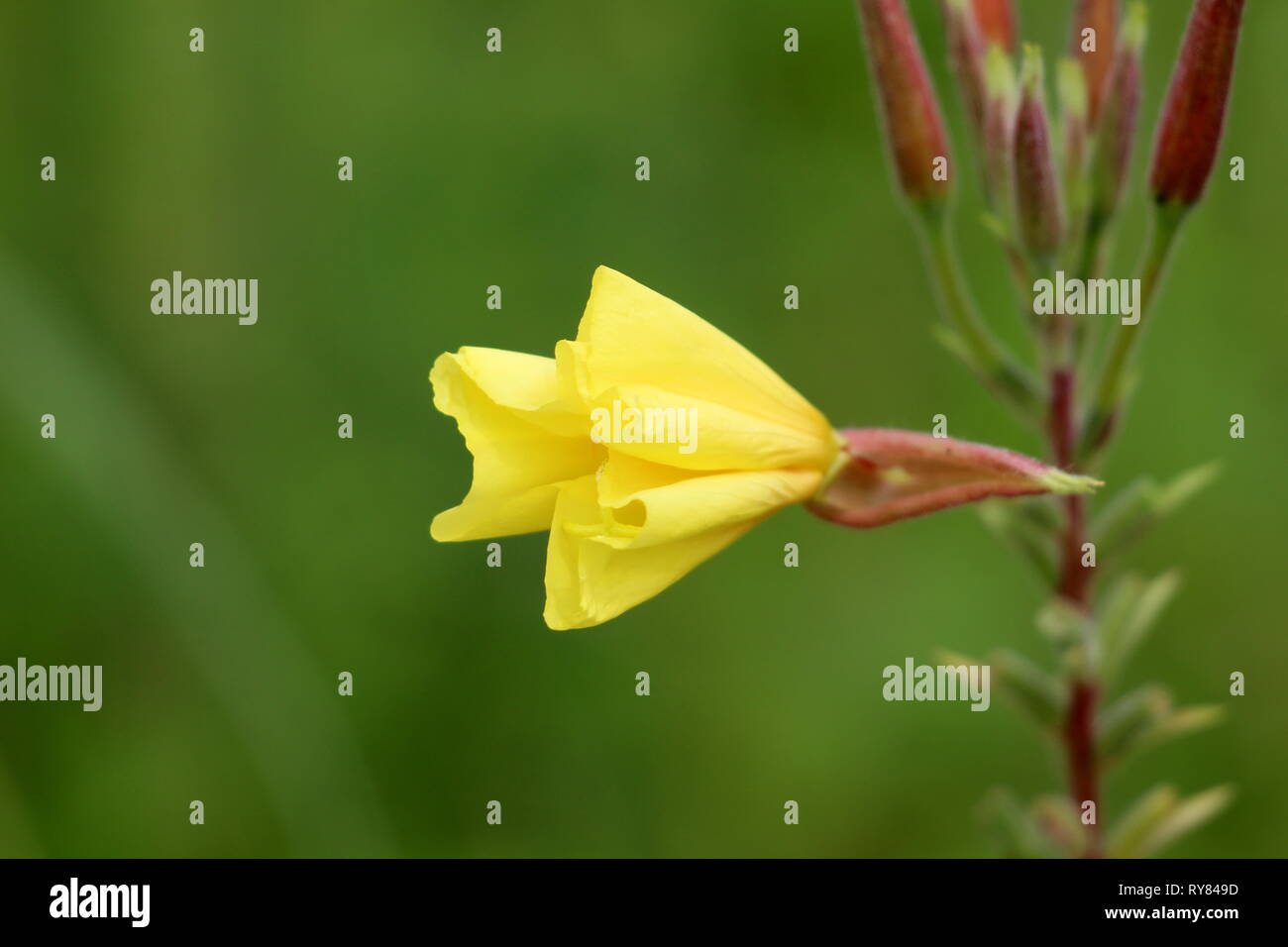 Common evening primrose or Oenothera biennis or Evening star or Sun drop or Weedy evening primrose or German rampion or Hog weed or Kings cure all Stock Photo
