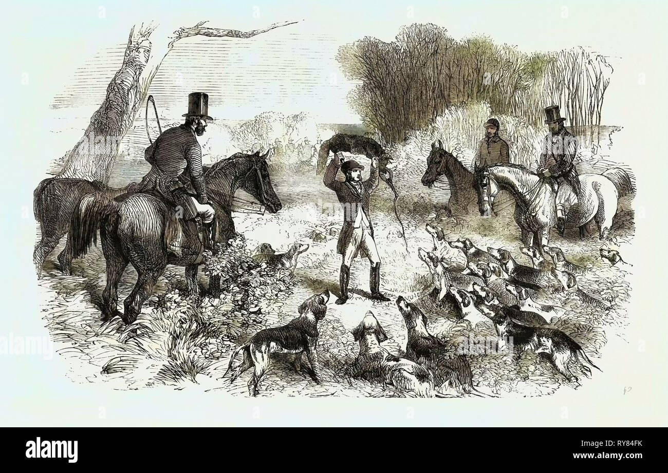 A Fox Caught in a Trap Stock Photo Alamy