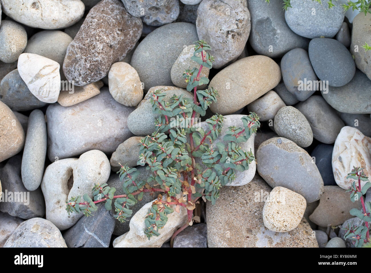 Purple Spurge (Euphorbia peplis) Stock Photo