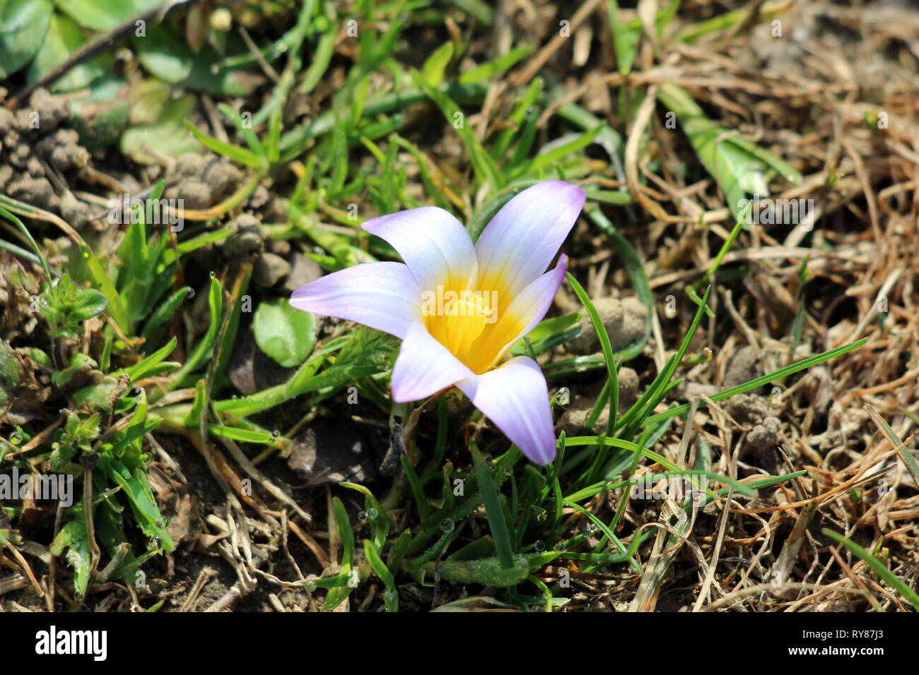Romulea bulbocodium flowering plant with six white to violet tepals and yellow center surrounded with long and slender green leaves and other plants Stock Photo