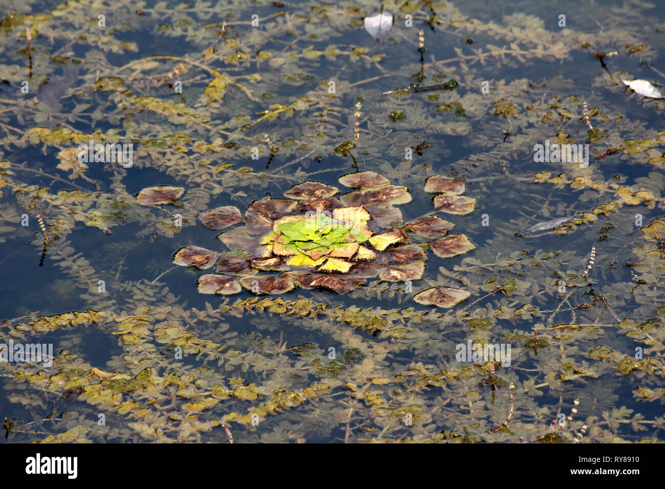 Water chestnut or Eleocharis dulcis or Chinese water chestnut grass like aquatic vegetable sedge with thick green and brown leaves floating Stock Photo