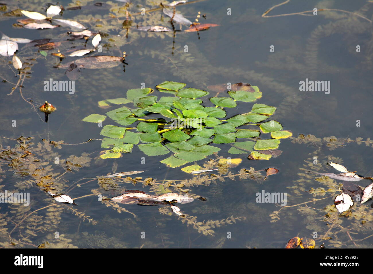 Water chestnut or Eleocharis dulcis or Chinese water chestnut grass like aquatic vegetable sedge with thick green leaves floating in local lake Stock Photo