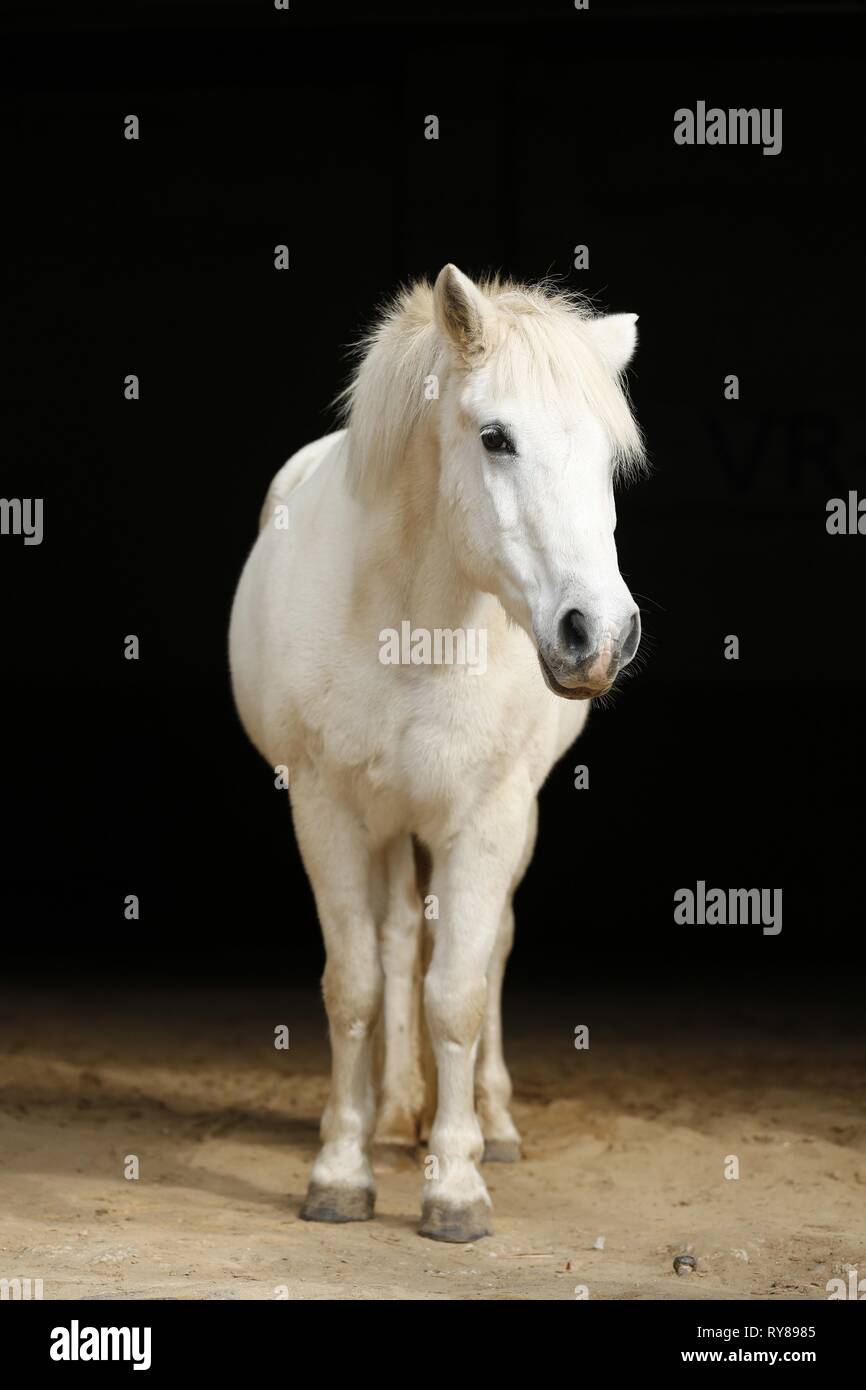 Tiny Pony Bootie - White