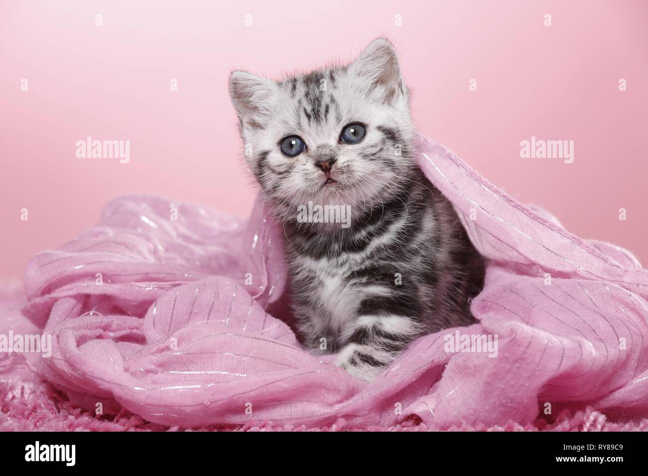British Shorthair Kitten Stock Photo Alamy