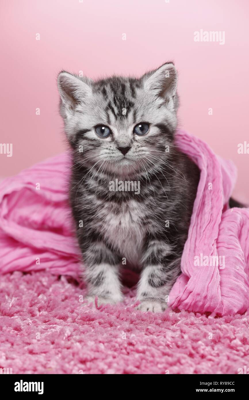 British Shorthair Kitten Stock Photo Alamy